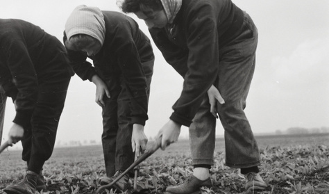 Borsót vetett, izgatás miatt elítélték az asszonyt