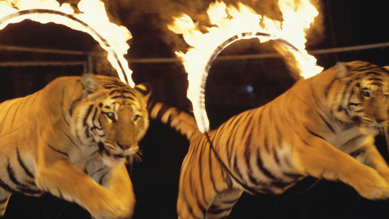 Tigris szabadult el a cirkuszi előadás közben