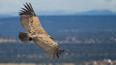 Egy igazi sikertörténet