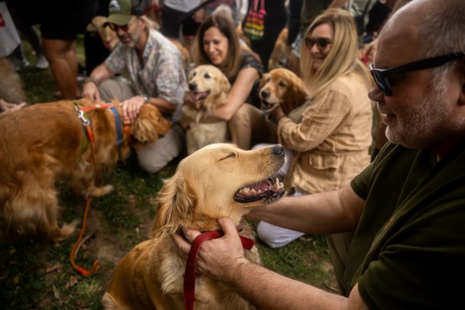 A kutyák ásza még azt is megérzi, ha szomorúak vagyunk