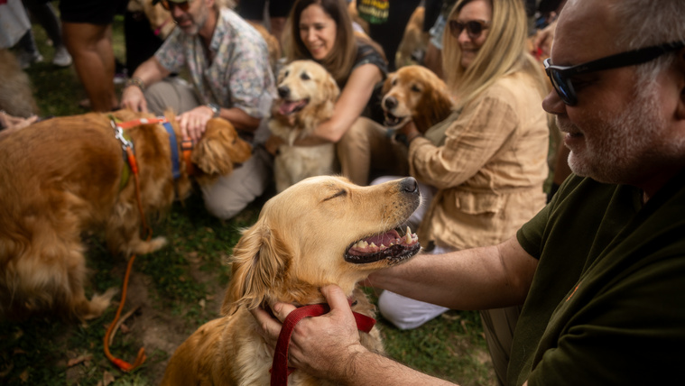 A kutyák ásza még azt is megérzi, ha szomorúak vagyunk