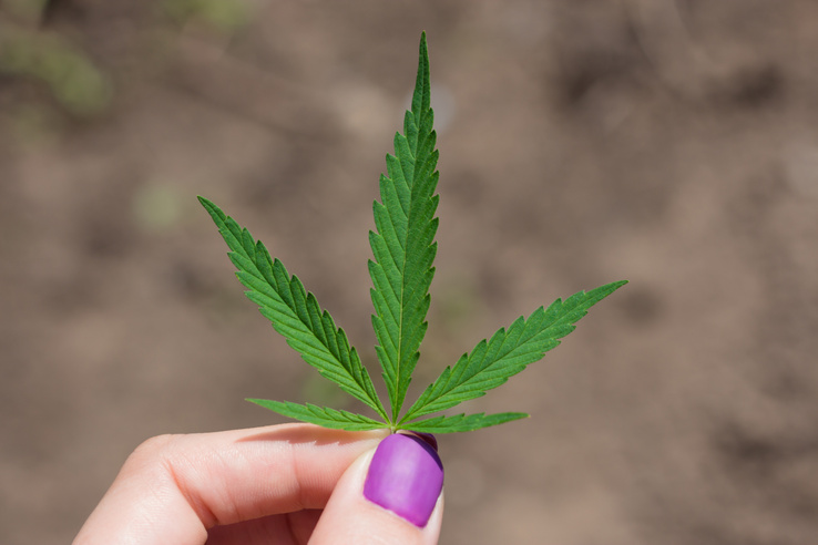 Kiderült: így hathat az agyadra a kannabisz