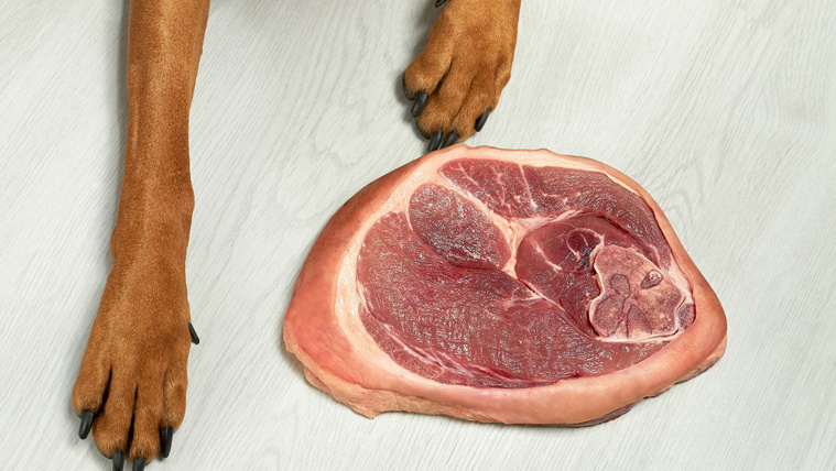 Adhatunk nyers húst a kutyának?