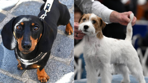 Tacskó és Jack Russell terrier keveréke: imádni valóan cuki kutyusokat mutatunk