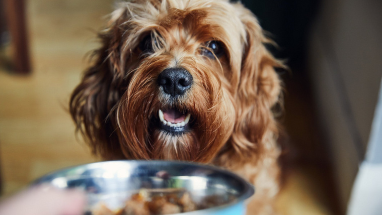 Súlyos rendellenességet okozhat ez az etetési hiba