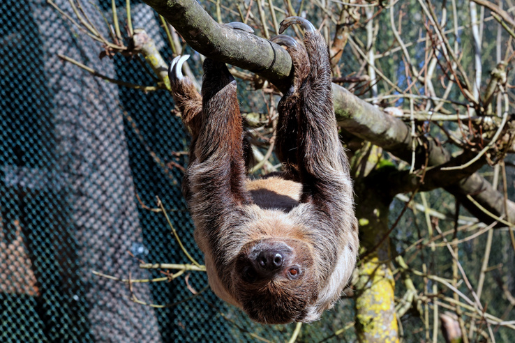 31 lajhár pusztult el szörnyű körülmények között a floridai állatkert megnyitása előtt