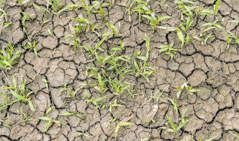 Emberemlékezet óta nem volt ilyen tavasz: aggódnak a gazdák