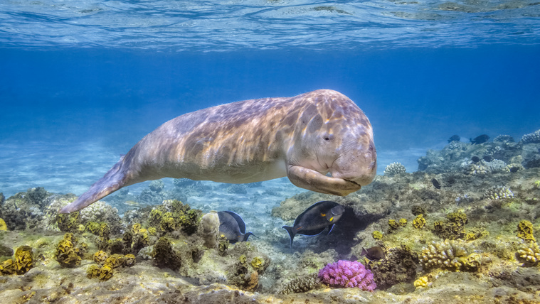 Donald Trump háborúja a tengeri teheneket és a bálnákat is veszélyezteti
