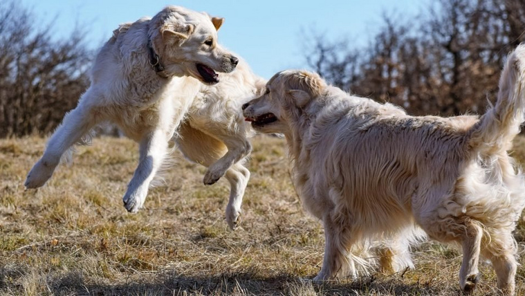 Szakértő mondja el, honnan látod, hogy a kutyák harcolnak vagy csak játszanak