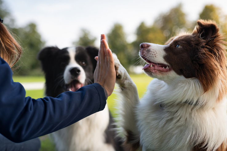 Kutyák és gazdik találhatnak egymásra a Pedigree új platformján