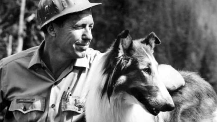 Te tudod milyen fajtájúak ezek a filmes kutyák? – Kvíz