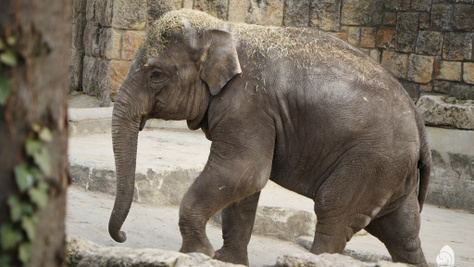 Ilyen tortát kapott Samu, a budapesti állatkert 5 éves kiselefántja – Ma köszöntötték