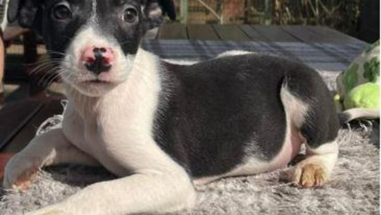 A Noé kutyusai is új esélyt kaphatnak a DOGZ Fesztiválon