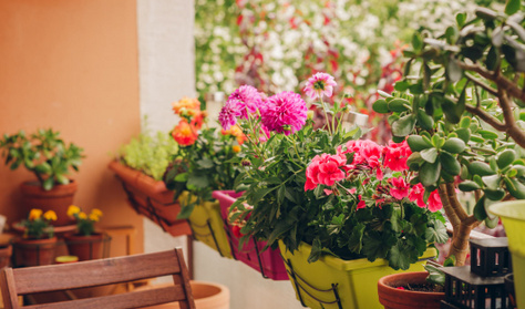 Ezek a növények távol tartják a szúnyogokat