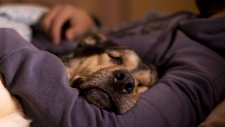 Ilyen hatással is lehet rád, ha a kutyáddal alszol