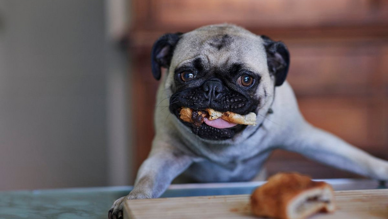 Így vedd ki erőszakmentesen a kutyád szájába került tárgyat