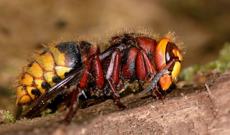 Ezért olyan fájdalmas a lódarázs csípése