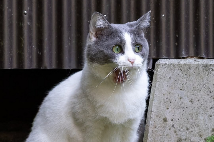 SnapInsta.to 681059835 18599167564044850 7881024685033368635 n