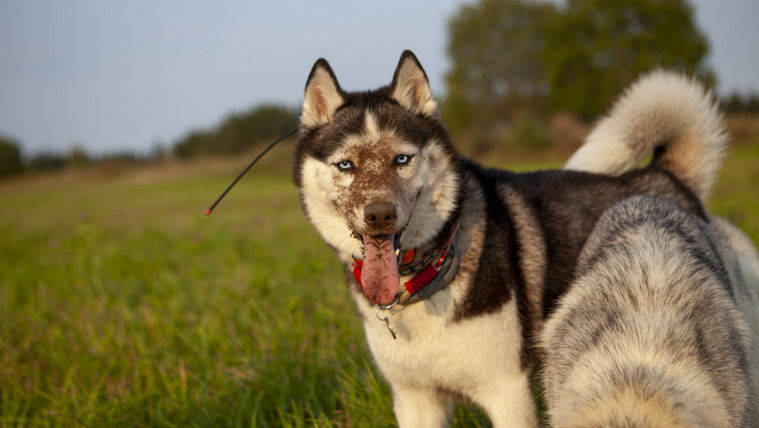 A napközijébe szökött a husky, miután gazdája megváltoztatta a napi rutint (videó)