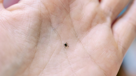 Ennyi idő után fertőz a kullancs - Jegyezd meg jól ezt a számot a szakember szerint