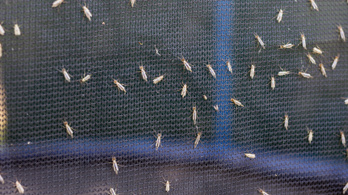 Idén talán megússzuk a szörnyű balatoni inváziót, de azért nem mindenütt