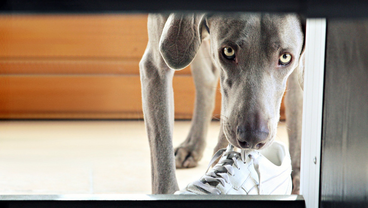 Ezért rejtenek el a kutyák dolgokat