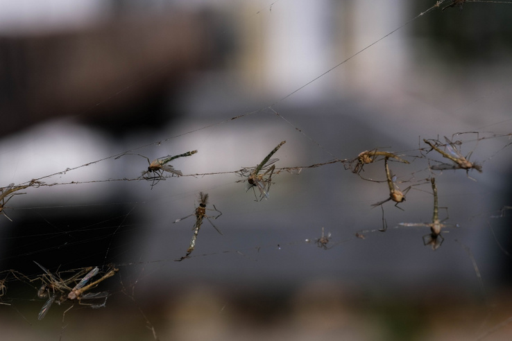 Mekkora lesz az idei árvaszúnyograjzás? Itt vannak a legújabb adatok