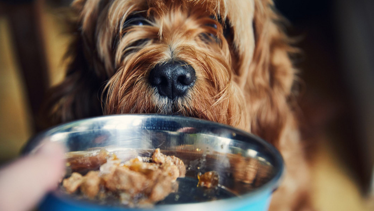 Egészségtelen összetevők a kutyakonzervekben – így válassz megfelelőt