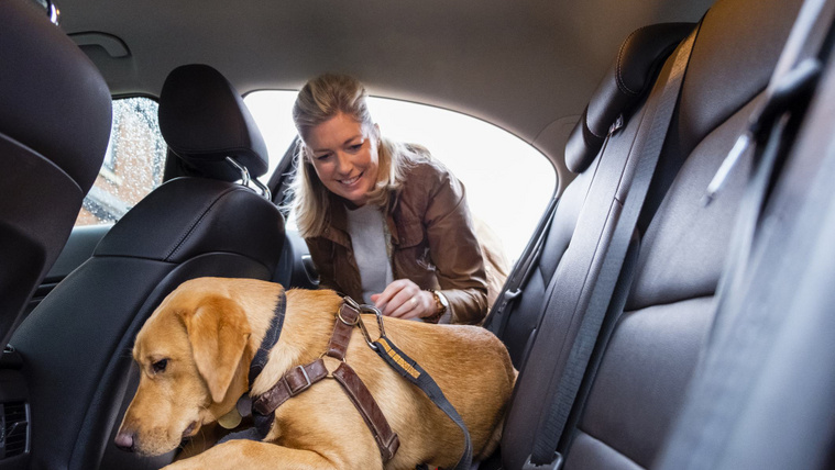 Új KRESZ: már nem vihetsz a kocsiban bármennyi kutyát