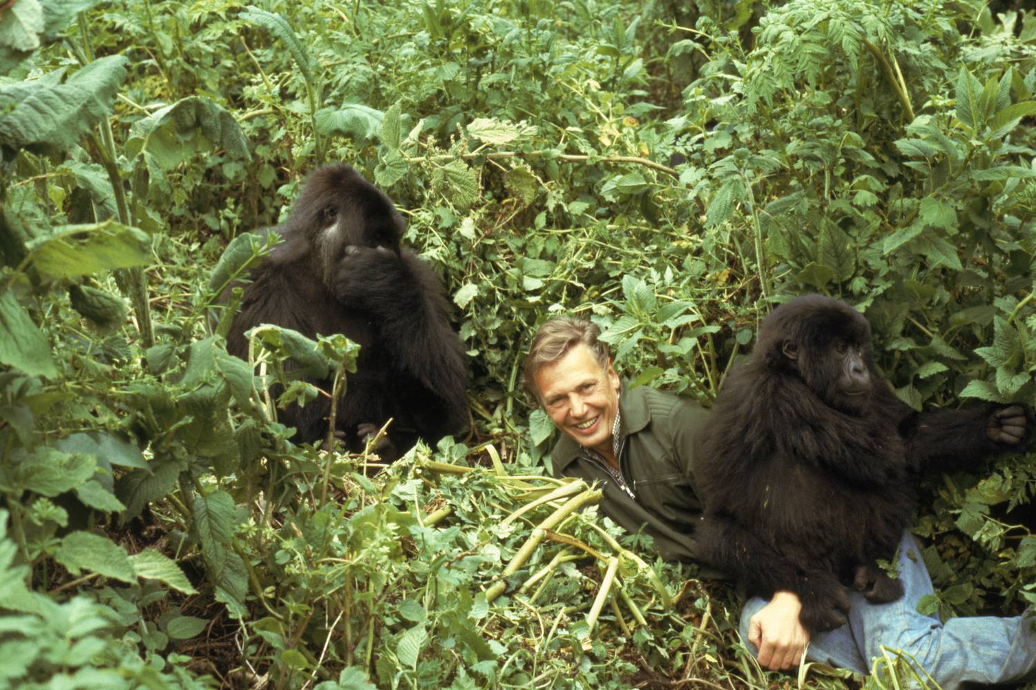 gorillak