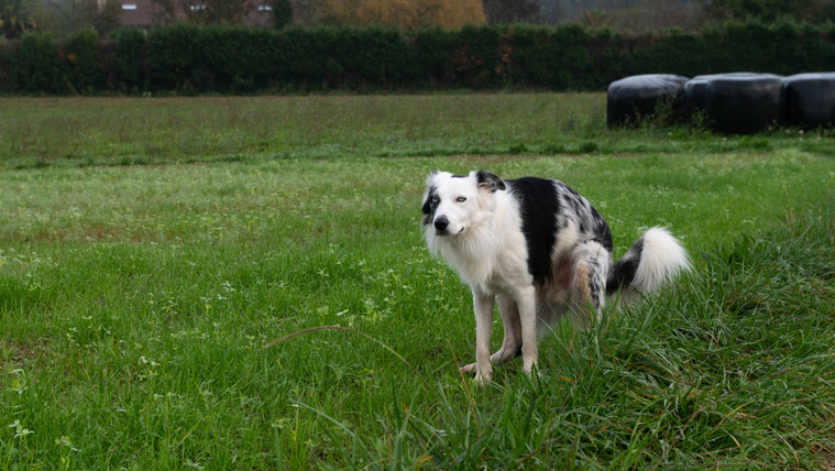 Ezért rúg maga mögé a kutya ürítés után
