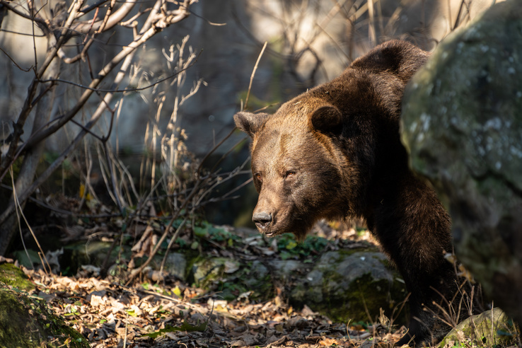 Újabb borsodi településen kószál egy barna medve, figyelmeztették a túrázókat