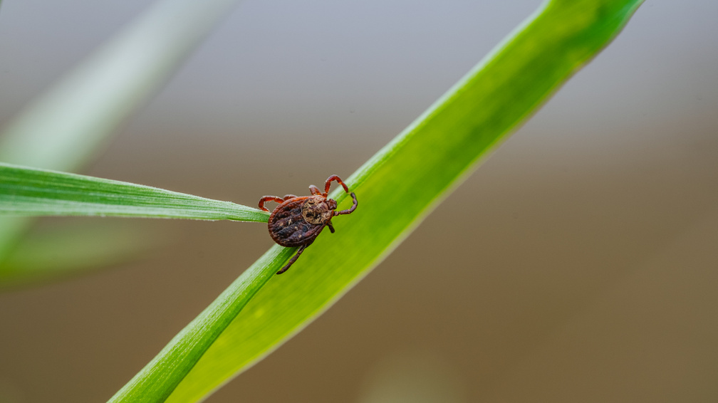 Az erdészek trükkje: egyetlen tárgy elég a kullancsok elleni védekezéshez