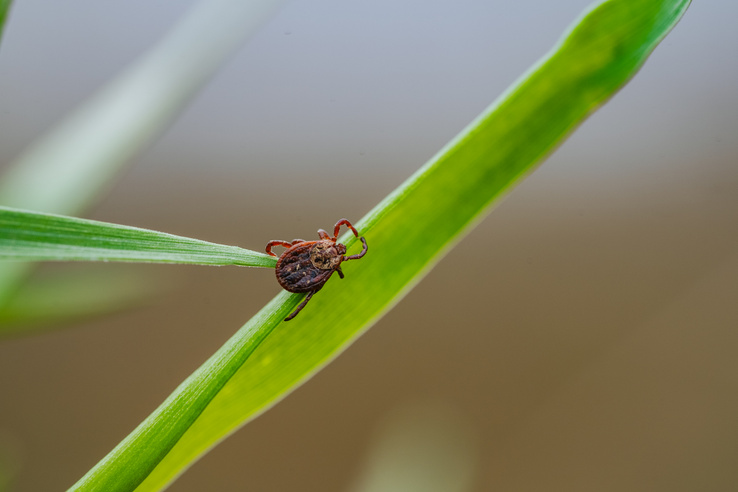 Az erdészek trükkje: egyetlen tárgy elég a kullancsok elleni védekezéshez