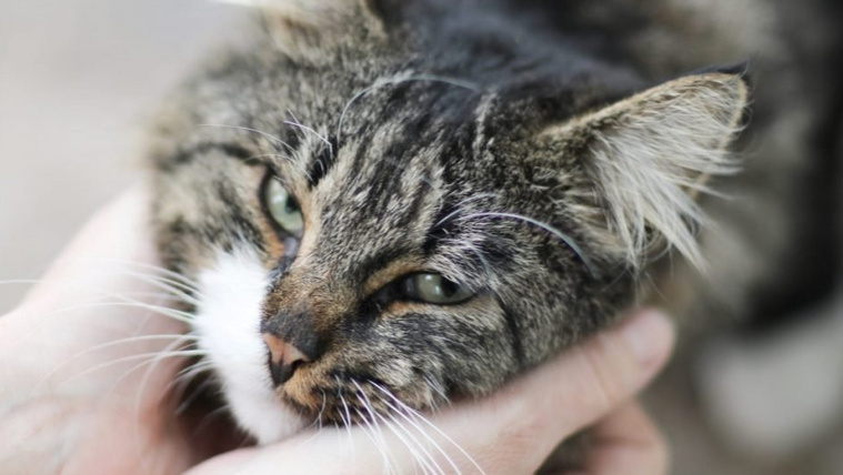 Ehhez az embertípushoz vonzódnak a legjobban a macskák