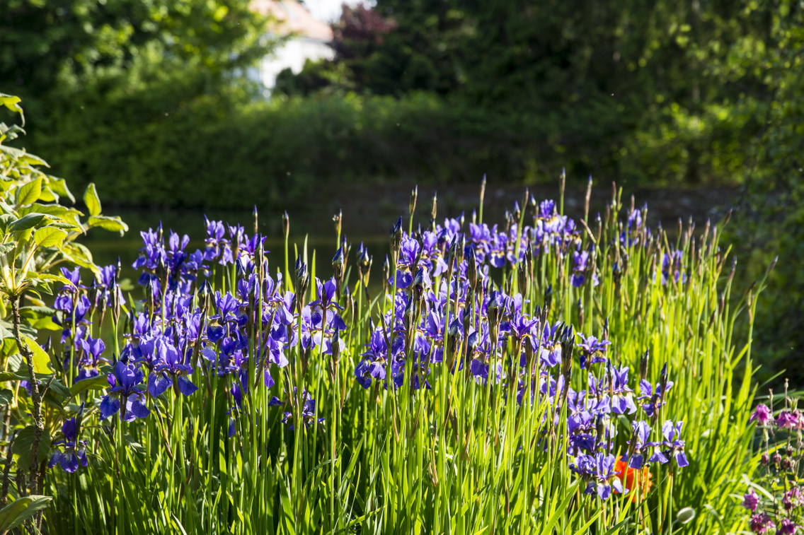 zirci-arboretum korosi-tamas 20160519