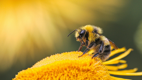 5+1 tipp a méhek napjára