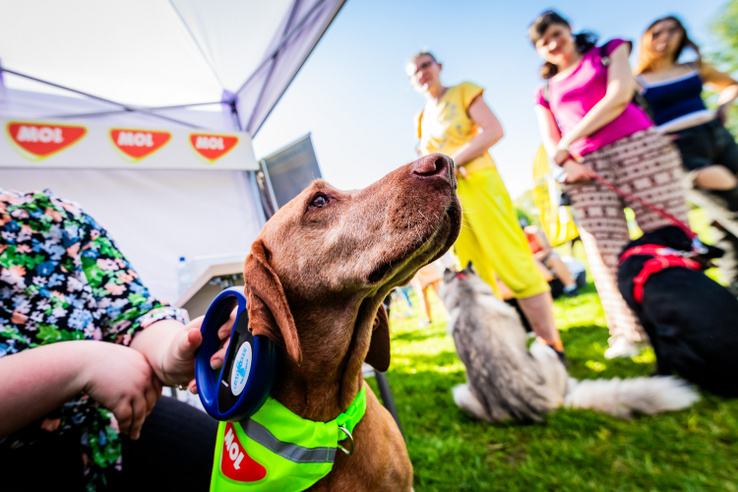 Hogyan kapcsolódhat a kutyákhoz egy olaj- és gázipari vállalat?