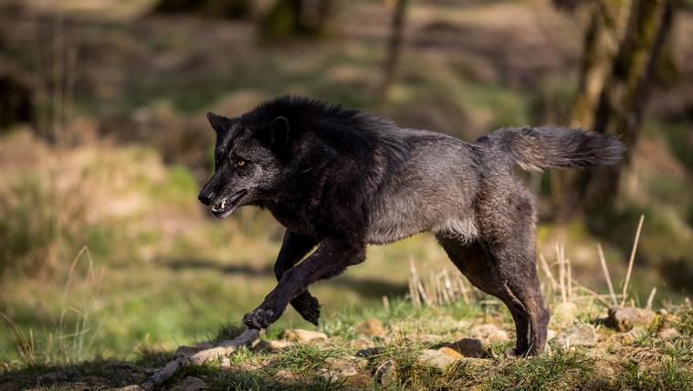 Az 5 legnagyobb kutyaféle a világon