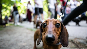 A kutyádnak nincs jobb program, mint a DOGZ Fesztivál