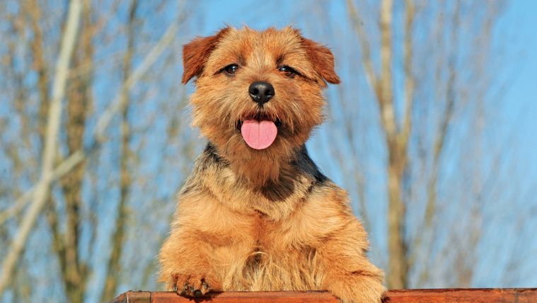 Norfolk terrier: 4 meglepő érdekesség a ritka kutyafajtáról