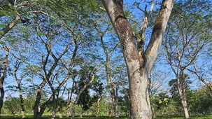 Assam