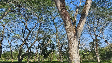Assam