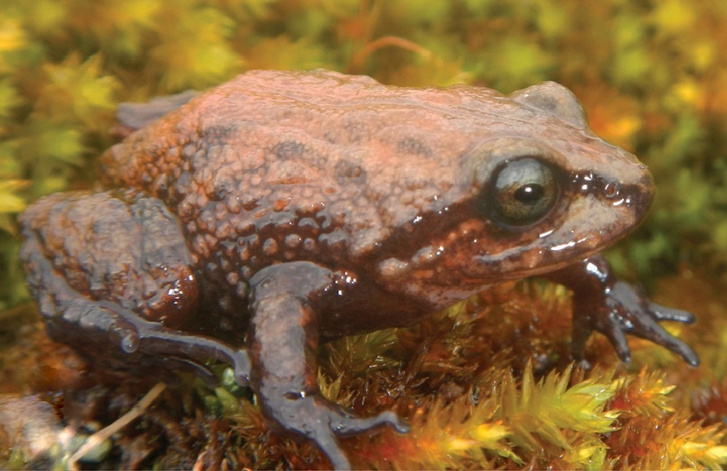A David Attenborough után elnevezett Pristimantis attenboroughi hím példánya