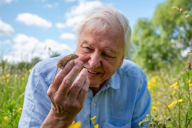 Századik születésnapját ünnepli David Attenborough - Gyerekek ezrei miatta lettek tudósok
