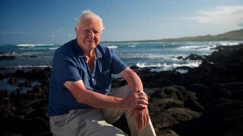 Különleges természetfilmekkel ünnepelhetjük David Attenborough 100. születésnapját a tévében