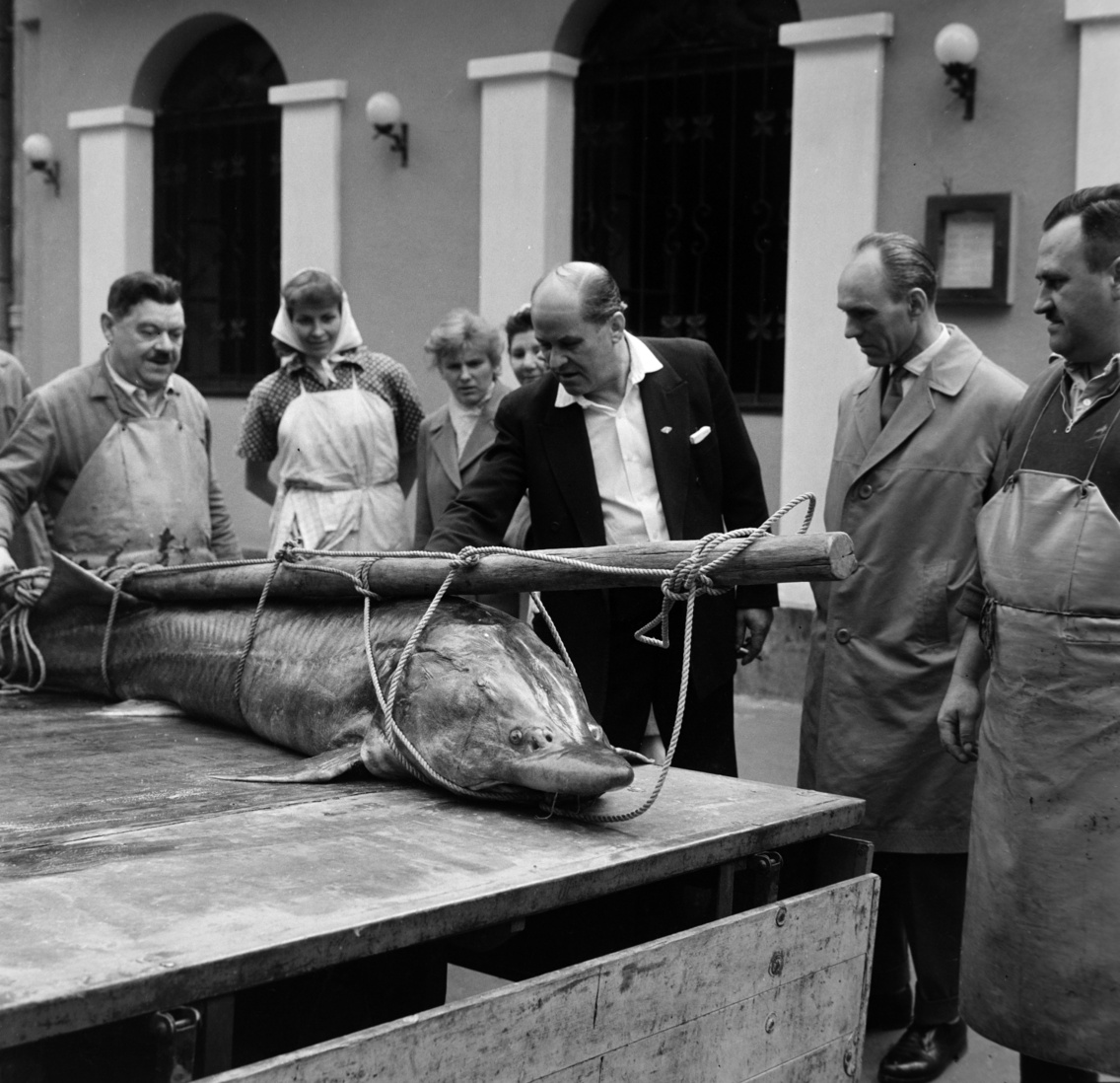 Mártírok útja (Margit körút), a 14. szám alatti Paksi Halászcsárda előtt. Paksi halászok által a Dunából kifogott, 105 kilogrammos és 215 centiméter hosszú viza, 1962