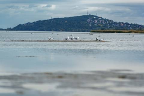 A Balaton vízszintje régen métereket is ingadozott – 8 érdekesség a tóról és a helyről, ahol kutatják