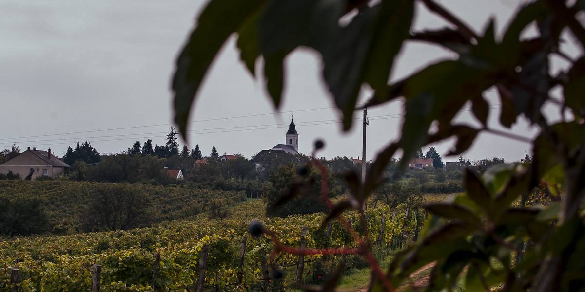 Oszlop mesél a dűlőkről – Megújul a Balatonfüred–Csopaki Borvidék arculata