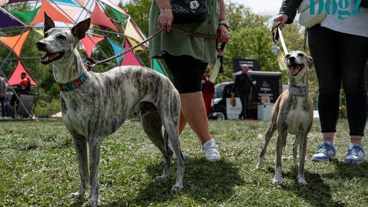 Óriási képválogatás a 2026-os DOGZ Fesztiválról
